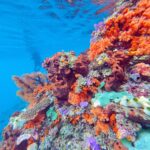 Snorkelling along the karst islands off Barracuda Rock, Misool, October 2026