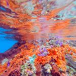Snorkelling along the karst islands off Barracuda Rock, Misool, October 2026