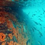Snorkelling along the karst islands off Barracuda Rock, Misool, October 2026