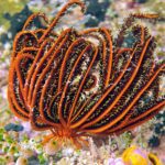 Snorkelling along the karst islands off Barracuda Rock, Misool, October 2026