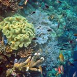 Snorkelling along the karst islands off Barracuda Rock, Misool, October 2026