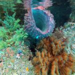 Snorkelling along the karst islands off Barracuda Rock, Misool, October 2026