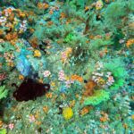 Snorkelling along the karst islands off Barracuda Rock, Misool, October 2026