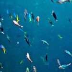 Snorkelling along the karst islands off Barracuda Rock, Misool, October 2026