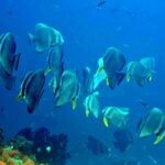 Snorkelling along the karst islands off Barracuda Rock, Misool, October 2026
