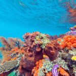 Snorkelling along the karst islands off Barracuda Rock, Misool, October 2026