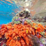 Snorkelling along the karst islands off Barracuda Rock, Misool, October 2026