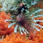 Snorkelling along the karst islands off Barracuda Rock, Misool, October 2026
