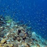 Snorkelling along the karst islands off Barracuda Rock, Misool, October 2026