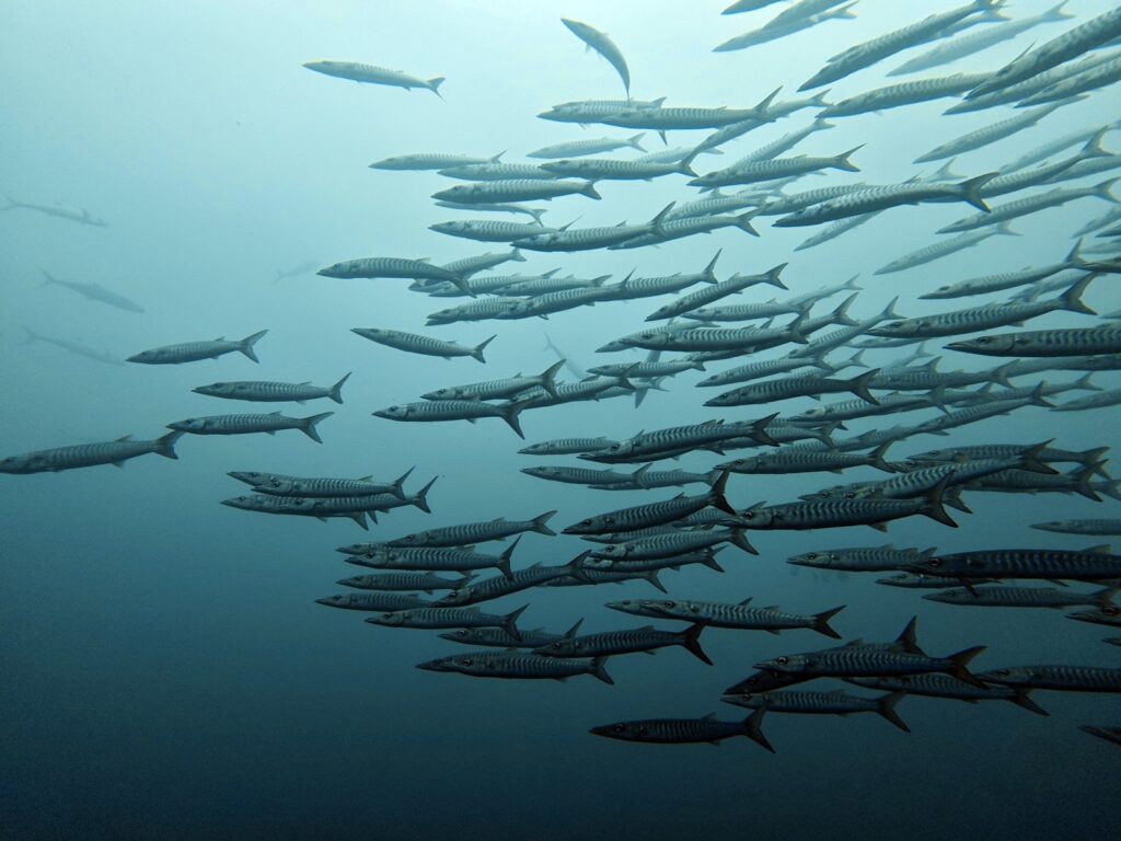 Large school of barracuda in blue water, photographed on a phone in a DIVEVOLK housing