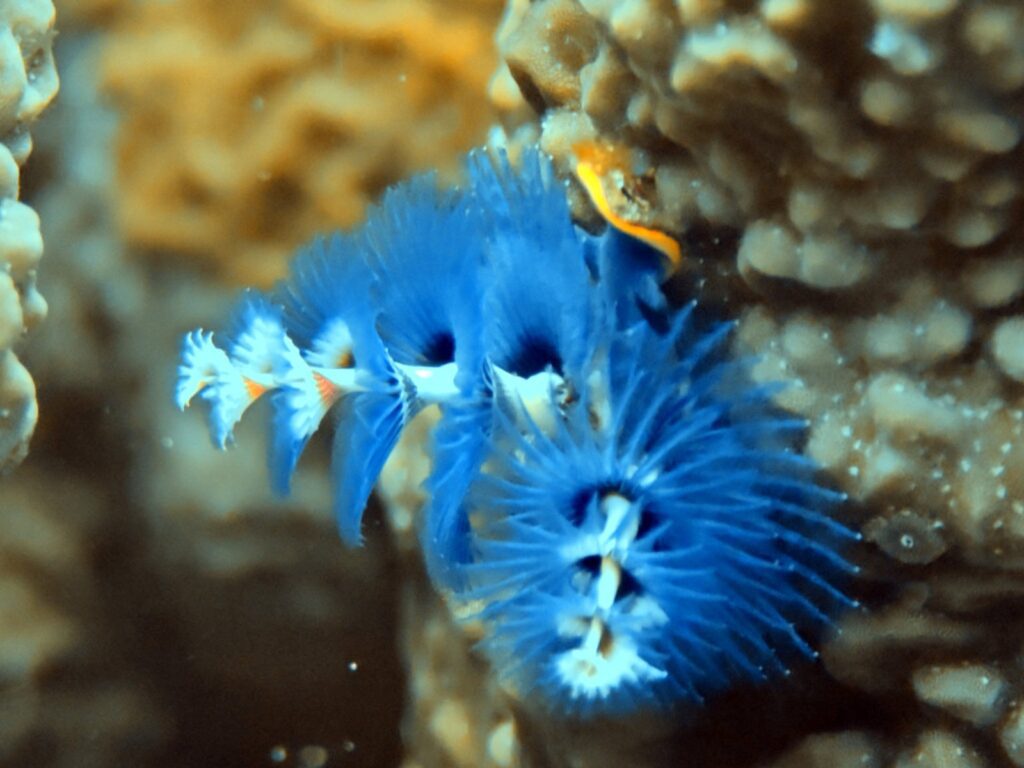 Blue Christmas tree worm on coral, close-up, photographed on a phone in a DIVEVOLK housing