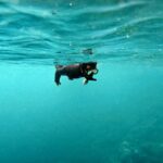 Snorkelling at Boo West and Boo East, Misool, Raja Ampat, October 2026