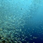 Snorkelling at Boo West and Boo East, Misool, Raja Ampat, October 2026