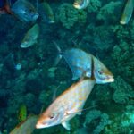 Snorkelling at Boo West and Boo East, Misool, Raja Ampat, October 2026