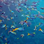 Snorkelling at Boo West and Boo East, Misool, Raja Ampat, October 2026