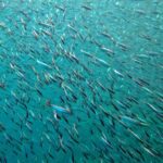 Snorkelling at Boo West and Boo East, Misool, Raja Ampat, October 2026