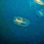 Snorkelling at Boo West and Boo East, Misool, Raja Ampat, October 2026
