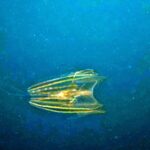 Snorkelling at Boo West and Boo East, Misool, Raja Ampat, October 2026