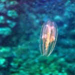 Snorkelling at Boo West and Boo East, Misool, Raja Ampat, October 2026