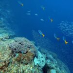 Snorkelling at Boo West and Boo East, Misool, Raja Ampat, October 2026