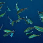 Snorkelling at Boo West and Boo East, Misool, Raja Ampat, October 2026