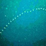 Snorkelling at Boo West and Boo East, Misool, Raja Ampat, October 2026