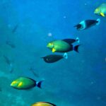 Snorkelling at Boo West and Boo East, Misool, Raja Ampat, October 2026