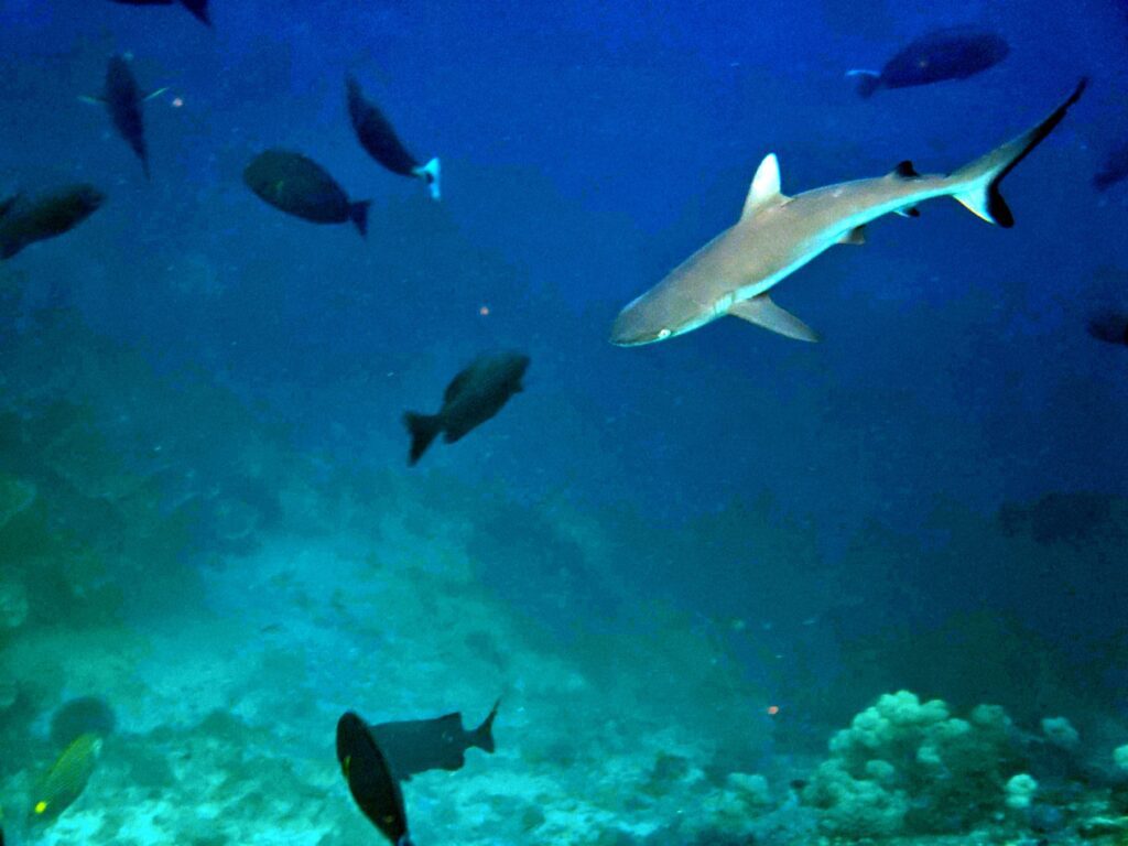 Snorkelling at Boo West and Boo East, Misool, Raja Ampat, October 2026