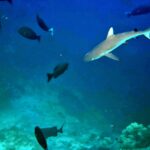 Snorkelling at Boo West and Boo East, Misool, Raja Ampat, October 2026