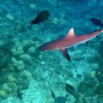 Snorkelling at Boo West and Boo East, Misool, Raja Ampat, October 2026