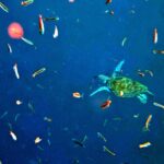Snorkelling at Boo West and Boo East, Misool, Raja Ampat, October 2026