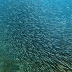 Snorkelling at Boo West and Boo East, Misool, Raja Ampat, October 2026