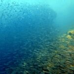 Snorkelling at Boo West and Boo East, Misool, Raja Ampat, October 2026