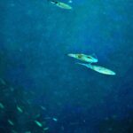Snorkelling at Boo West and Boo East, Misool, Raja Ampat, October 2026