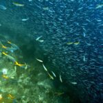 Snorkelling at Boo West and Boo East, Misool, Raja Ampat, October 2026