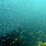 Snorkelling at Boo West and Boo East, Misool, Raja Ampat, October 2026