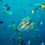 Snorkelling at Boo West and Boo East, Misool, Raja Ampat, October 2026
