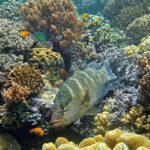 Snorkelling at Boo West and Boo East, Misool, Raja Ampat, October 2026