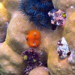 Snorkelling at Boo West and Boo East, Misool, Raja Ampat, October 2026