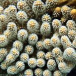 Snorkelling at Boo West and Boo East, Misool, Raja Ampat, October 2026
