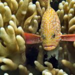 Snorkelling at Boo West and Boo East, Misool, Raja Ampat, October 2026