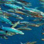 Snorkelling at Boo West and Boo East, Misool, Raja Ampat, October 2026