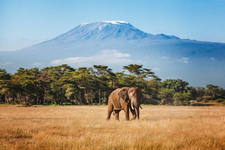 British Airways Kilimanjaro and Zanzibar Flights From Gatwick Start May 2027 Elephant in front of Mount Kilimanjaro, Tanzania, on British Airways new Gatwick route