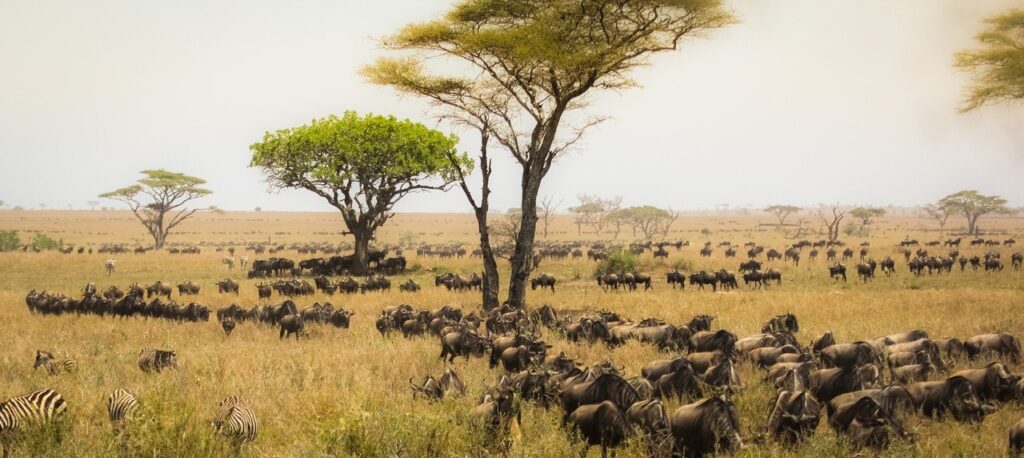 Wildlife on safari in Tanzania, reached on British Airways Gatwick to Kilimanjaro flights