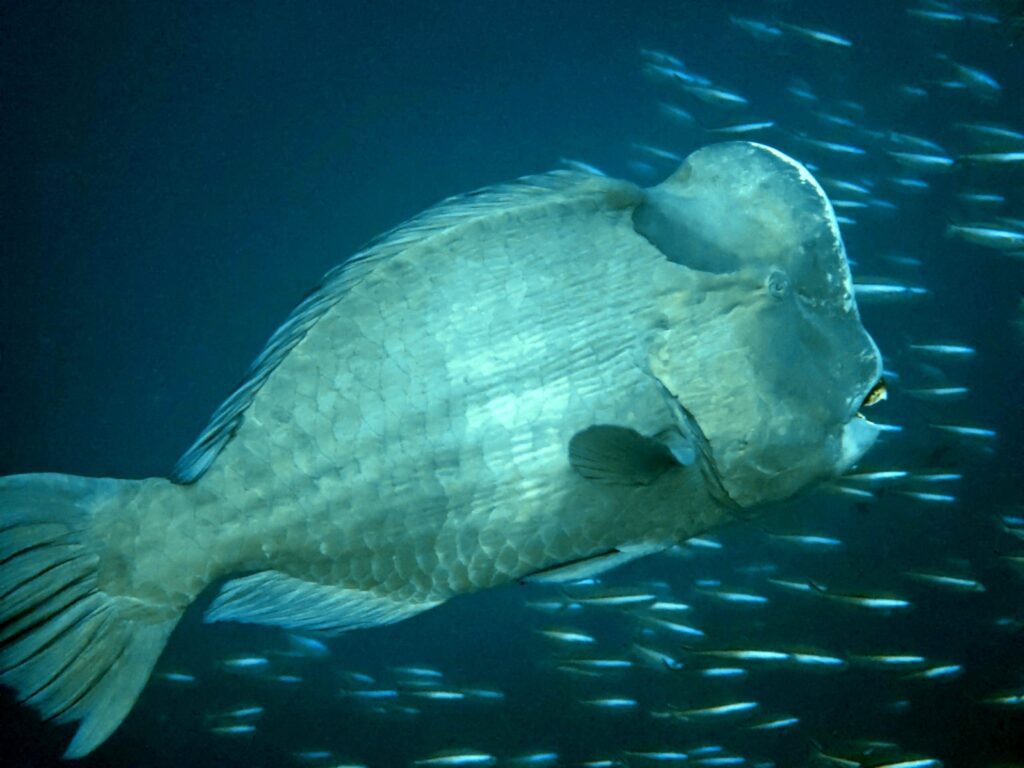 Bumphead parrotfish swimming through a school of baitfish, photographed on a phone in a DIVEVOLK housing
