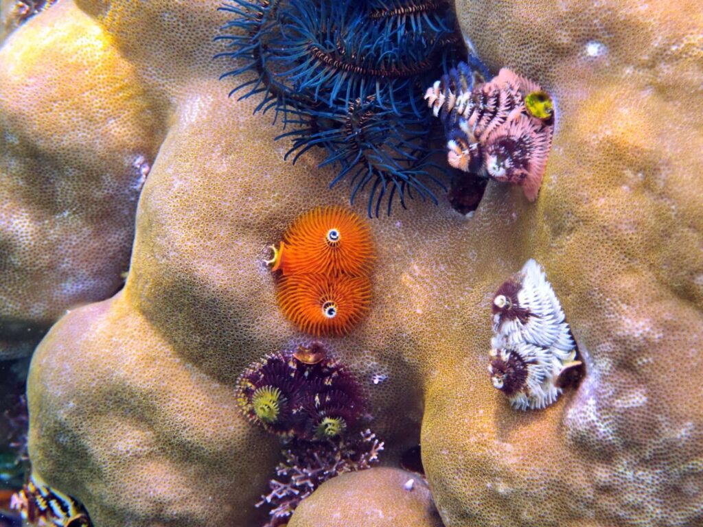 Orange, purple and white Christmas tree worms and a feather star on a boulder coral, photographed on a phone in a DIVEVOLK housing