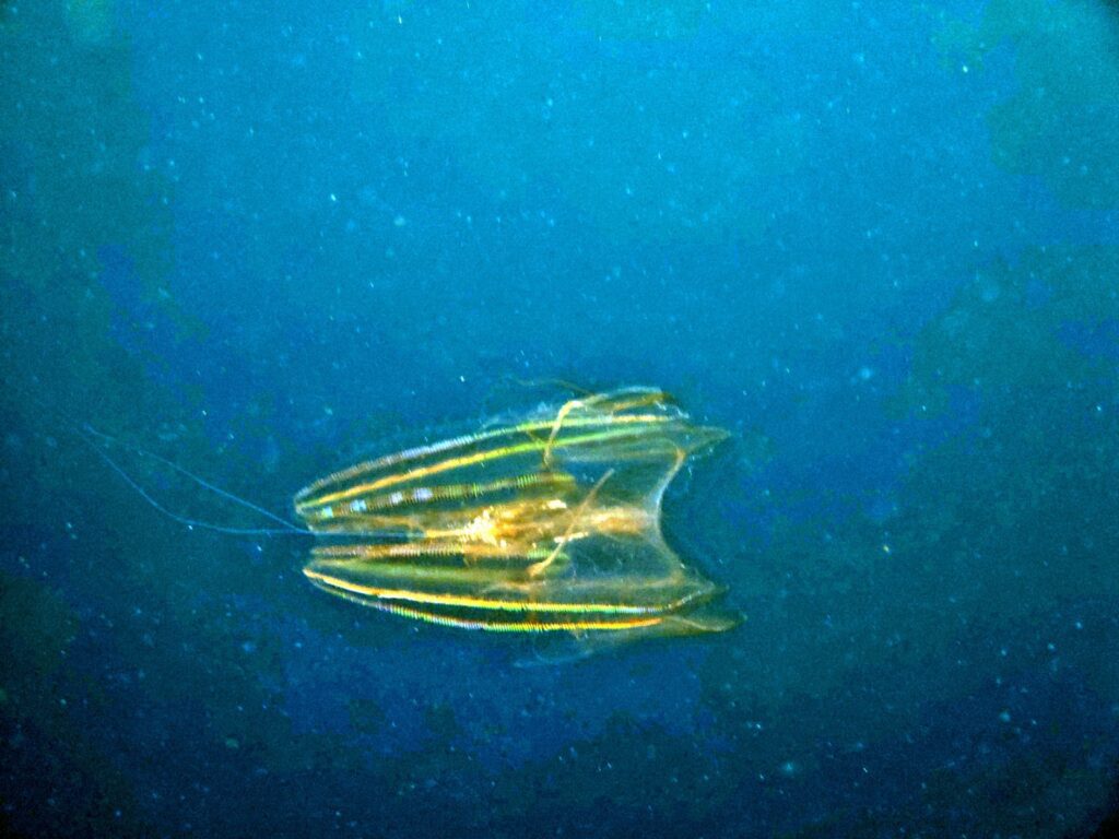 Comb jelly drifting in blue water, its iridescent comb rows catching the ambient light, photographed on a phone in a DIVEVOLK housing