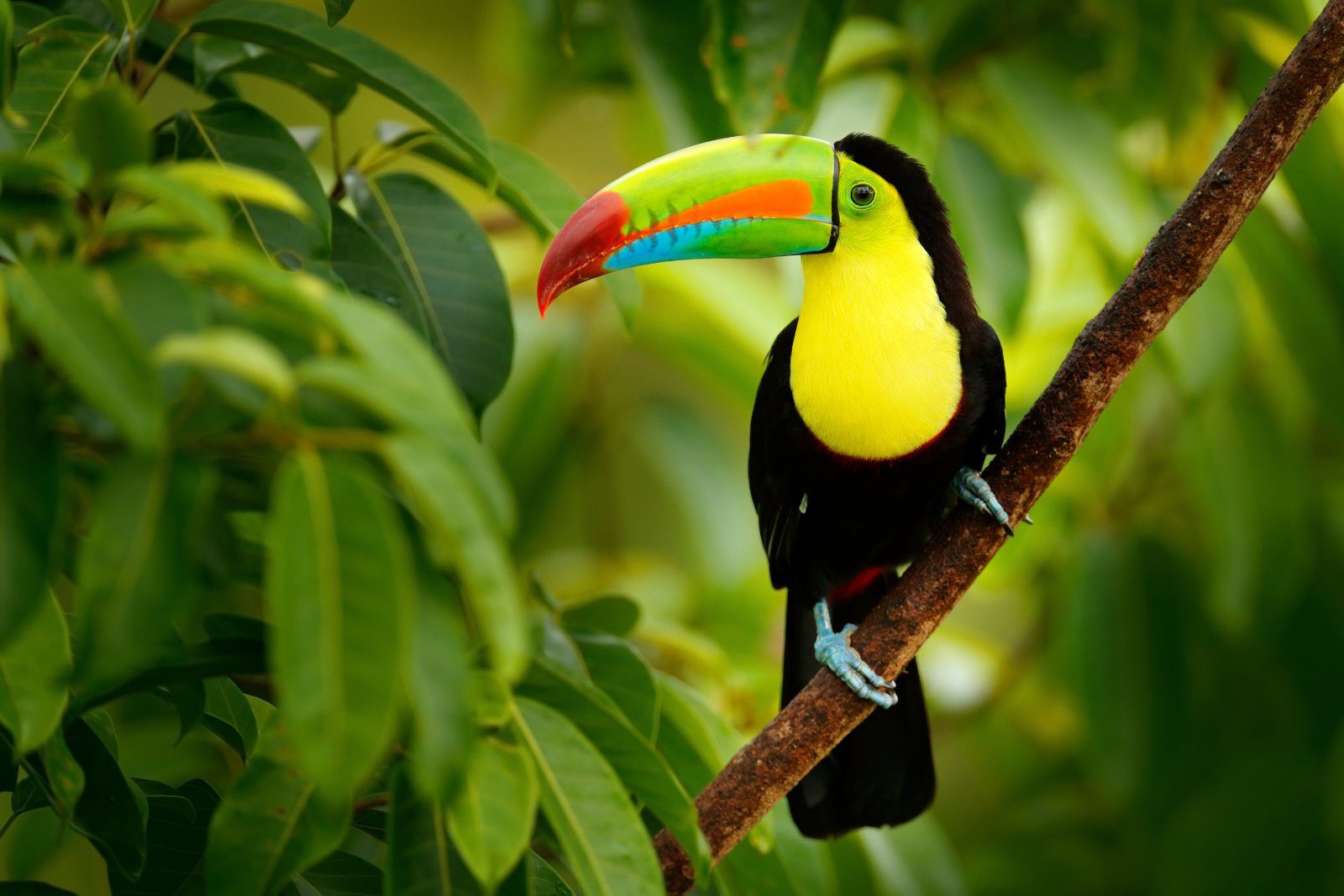 Keel-billed toucan in the Costa Rican rainforest