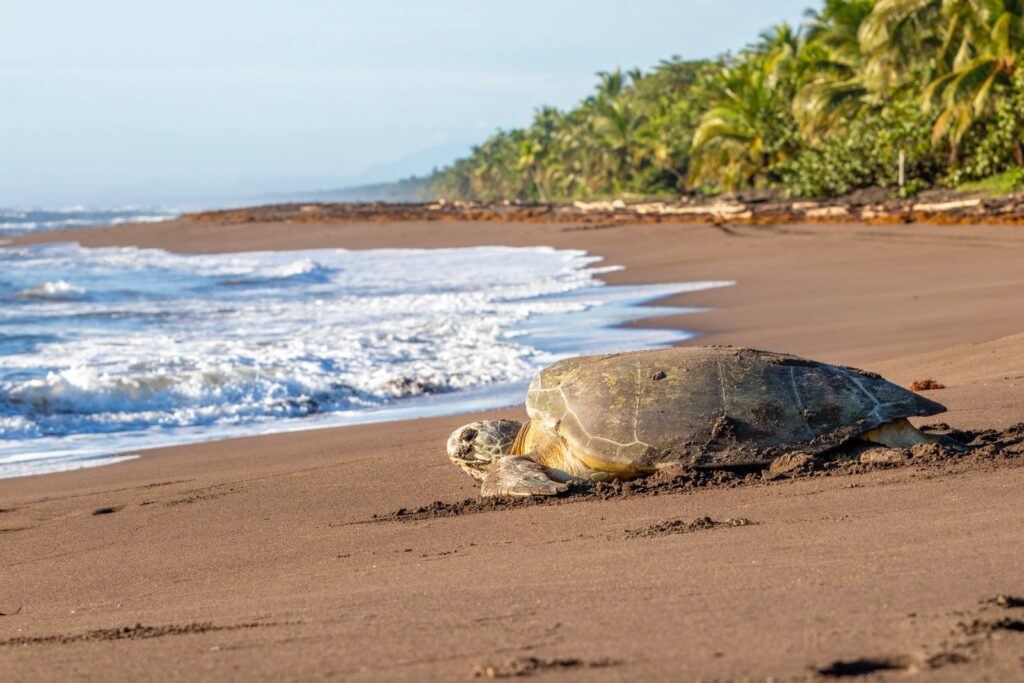 Sea turtle on a Costa Rican beach