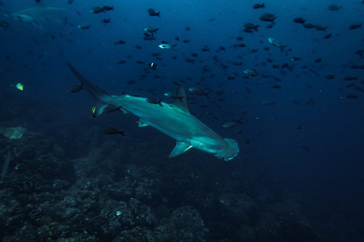 Scalloped hammerhead shark swimming over the reef at Darwin and Wolf, Galápagos